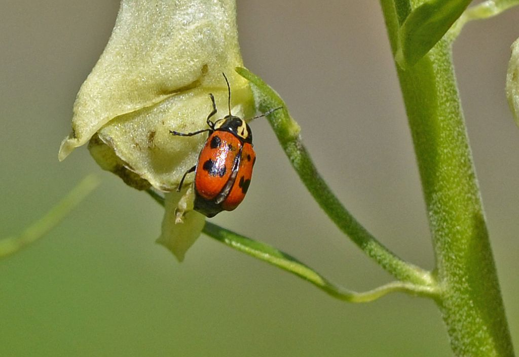 Cryptocephalus octopunctatus? S, Chrysomelidae